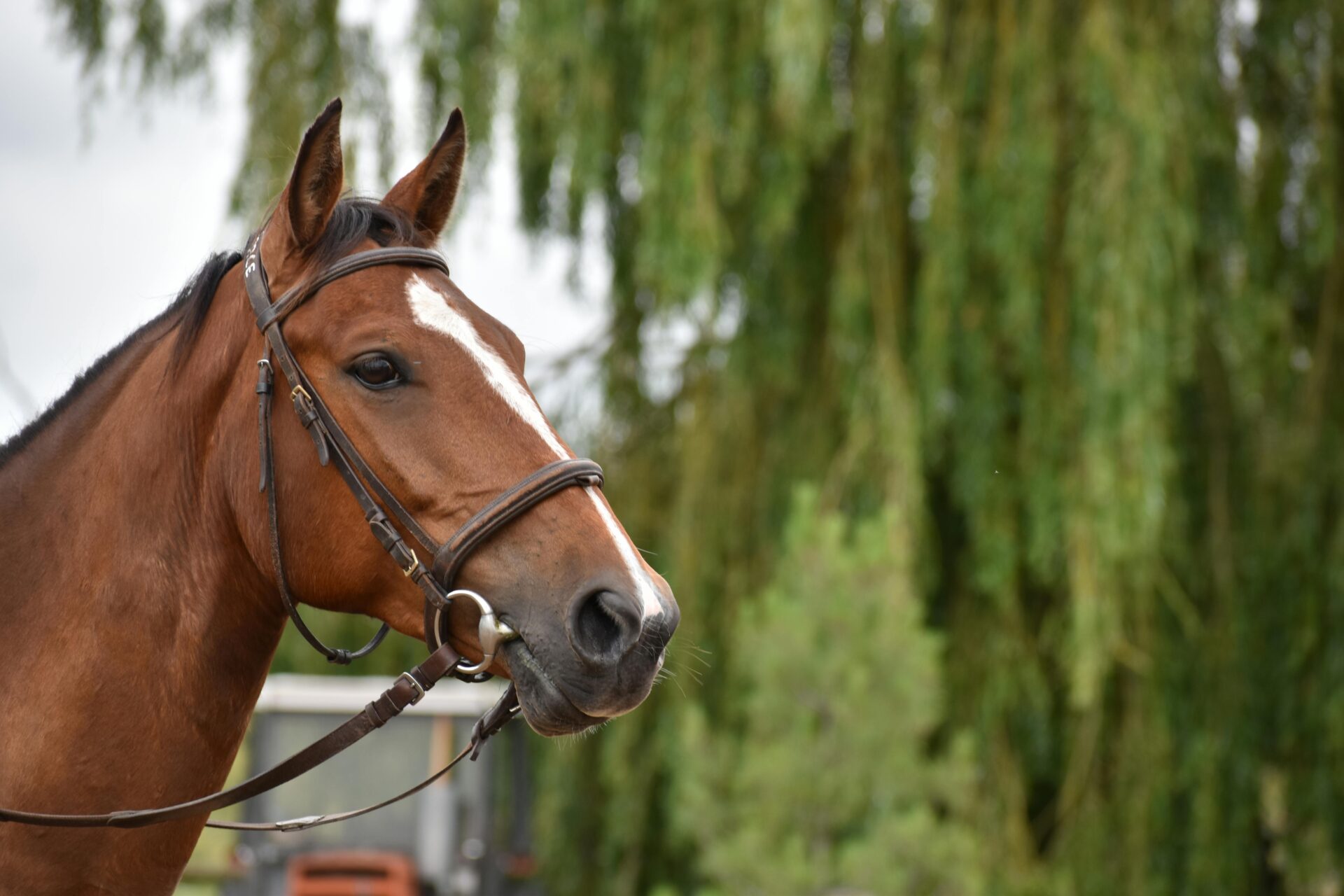 Pincés Lovarda szabadidős lovas verseny